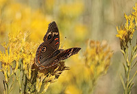 Buckeye Butterfly